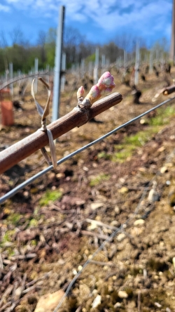 Champagne Alain NAVARRE - Bud Removal: The First Selection