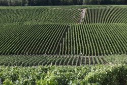 Champagne Alain NAVARRE - Summer in the Vineyards